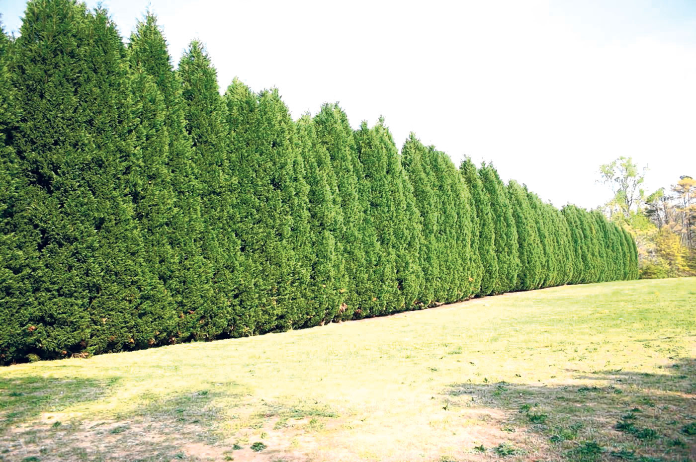 Cupressus × leylandii