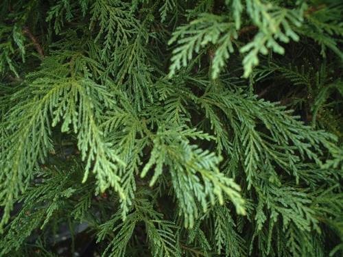 Cupressus × leylandii