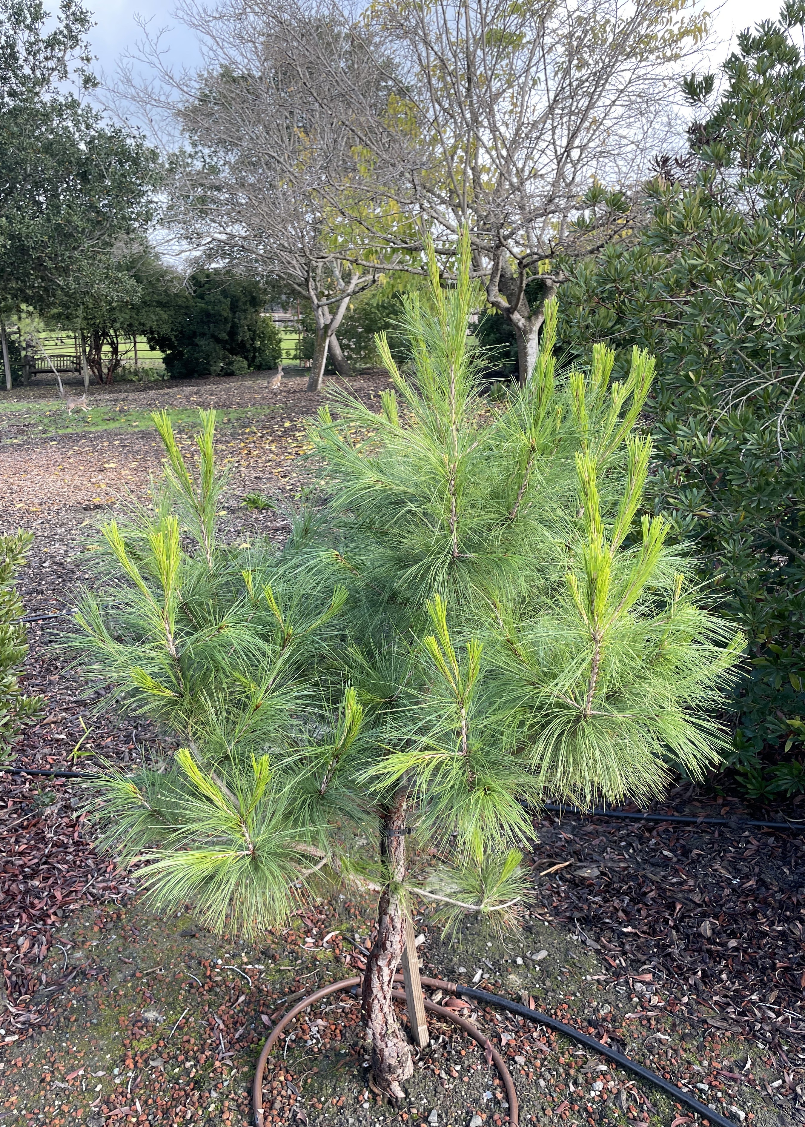 Pinus leiophylla