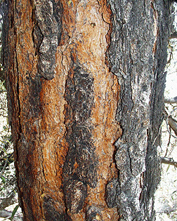 Pinus leiophylla