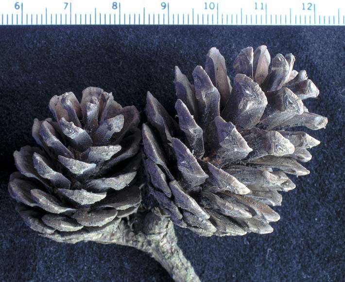 Pinus leiophylla