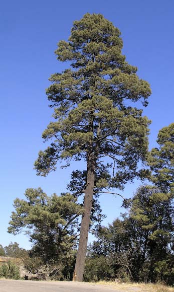 Pinus leiophylla