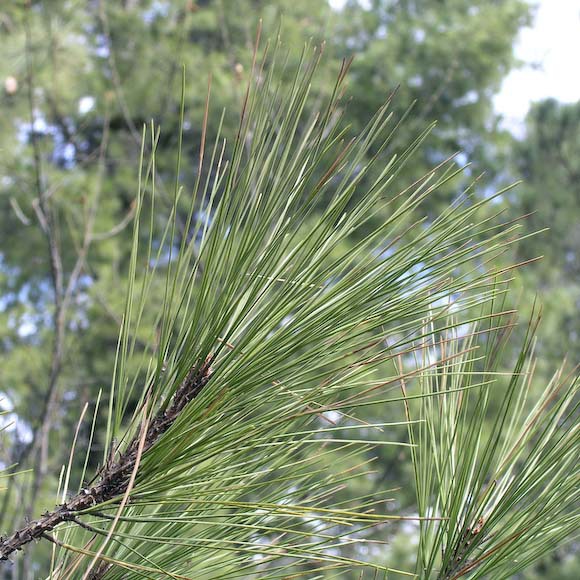 Pinus leiophylla