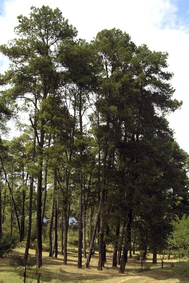 Pinus leiophylla