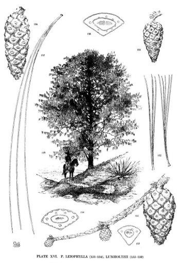 Pinus leiophylla