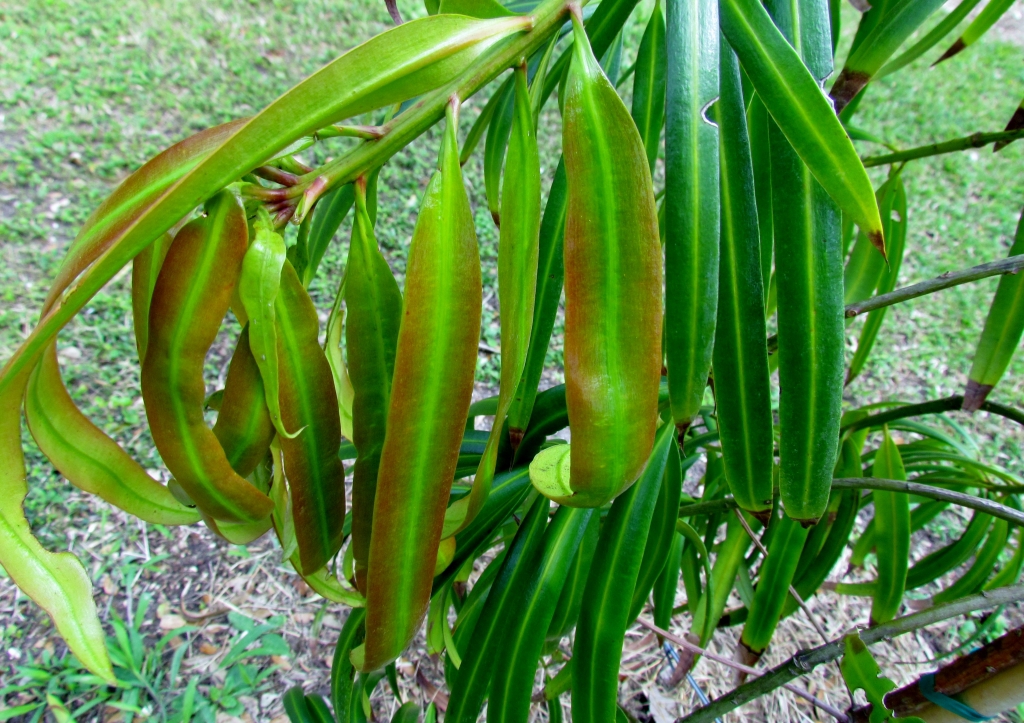 Podocarpus ledermannii