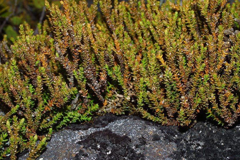 Lepidothamnus laxifolius