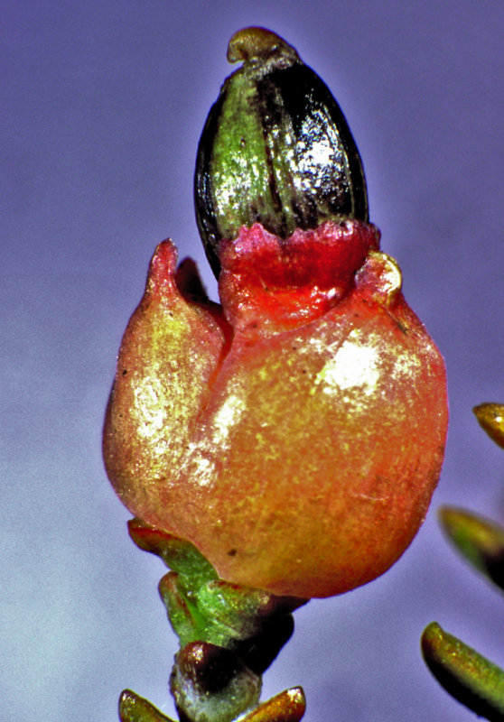 Lepidothamnus laxifolius