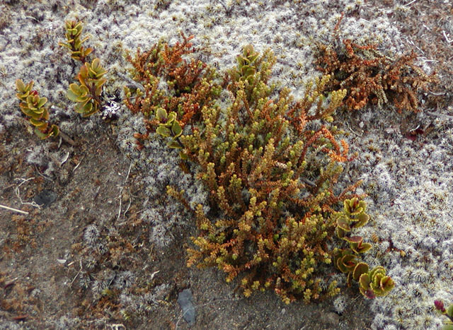 Lepidothamnus laxifolius