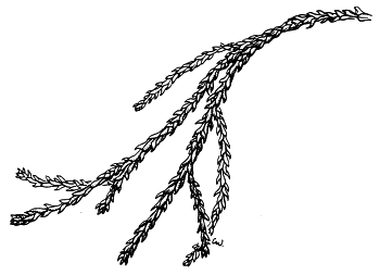 Athrotaxis laxifolia