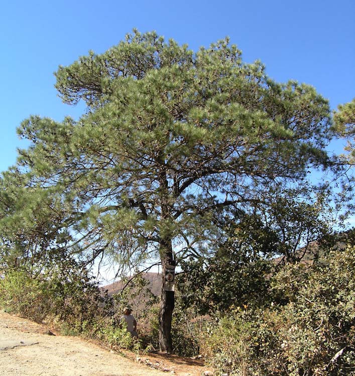 Pinus lawsonii