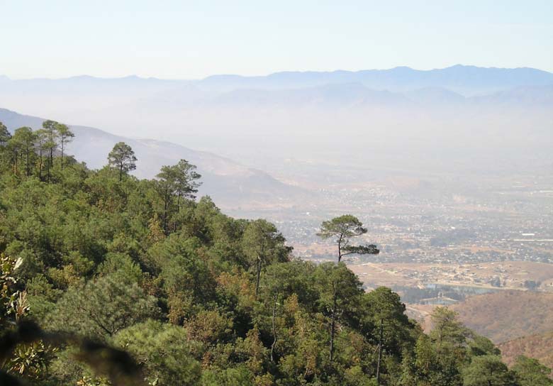 Pinus lawsonii