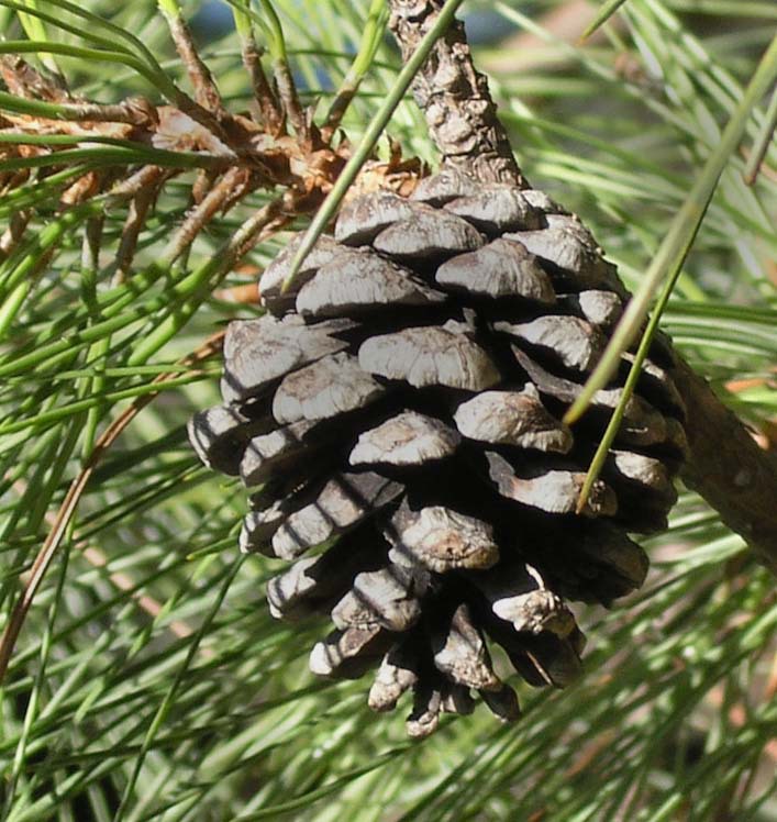 Pinus lawsonii
