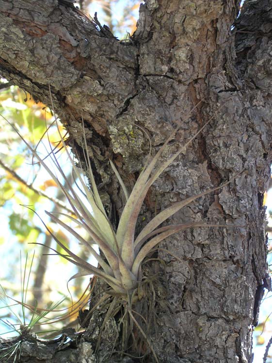 Pinus lawsonii