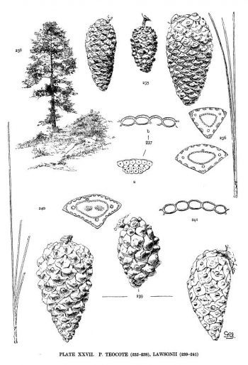 Pinus lawsonii