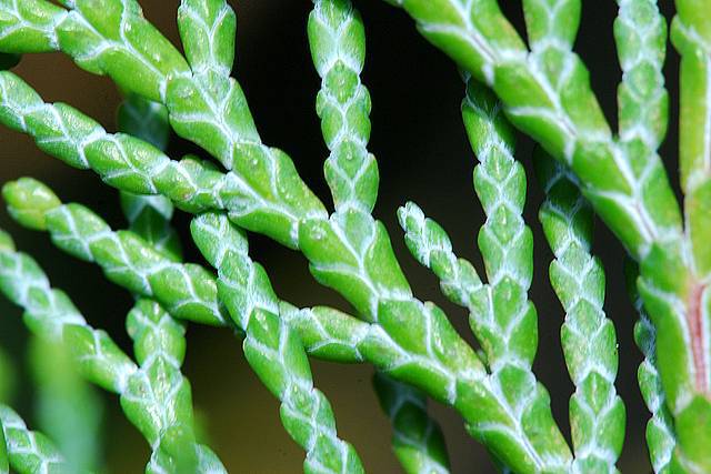Chamaecyparis lawsoniana