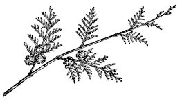 Chamaecyparis lawsoniana