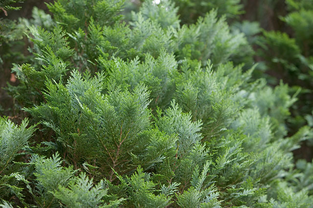 Chamaecyparis lawsoniana