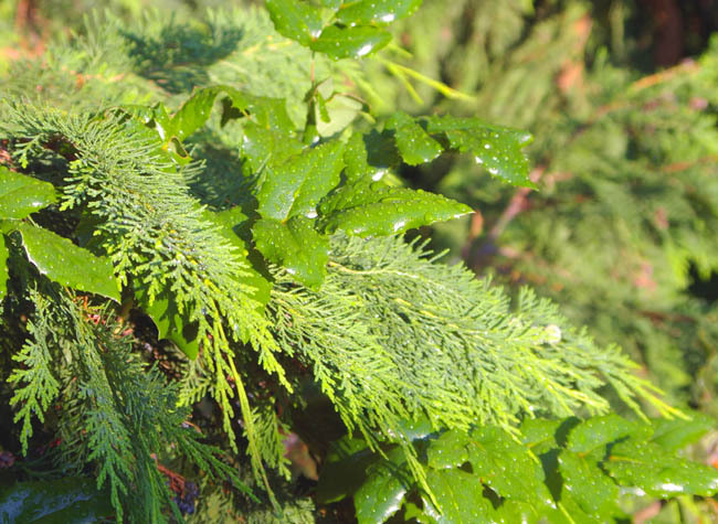 Chamaecyparis lawsoniana