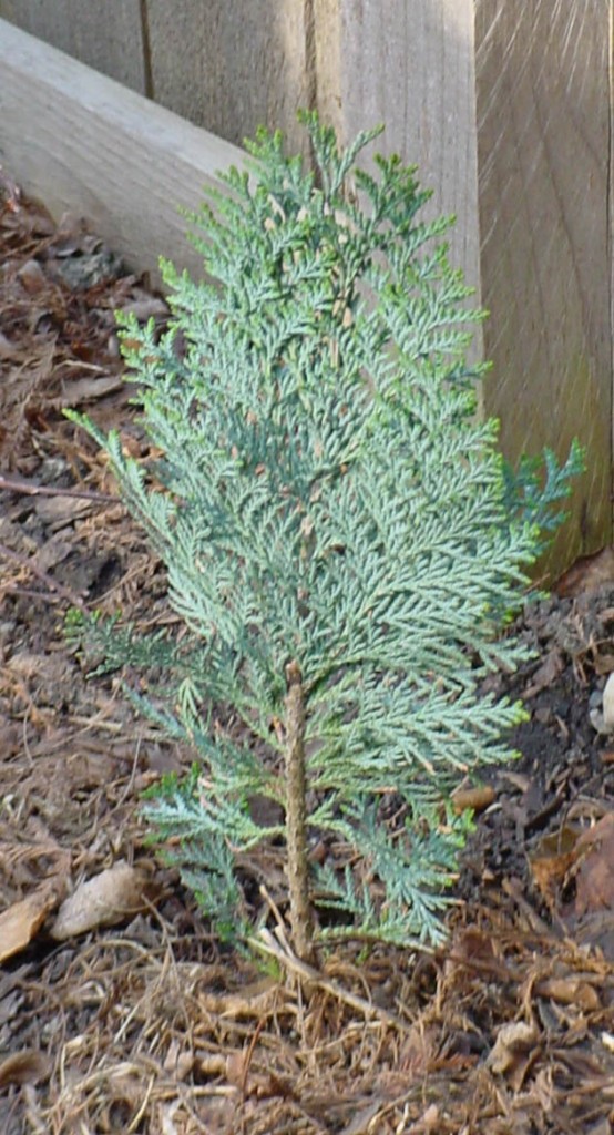 Chamaecyparis lawsoniana