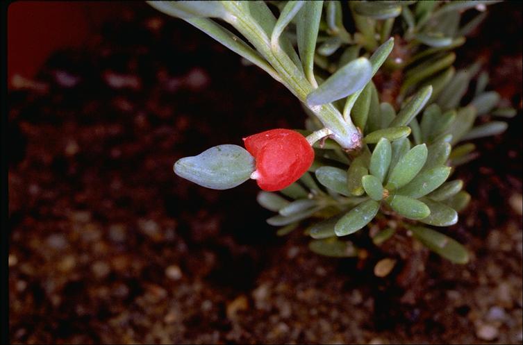 Podocarpus lawrencei