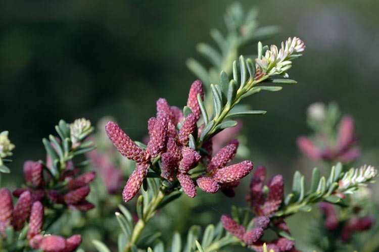 Podocarpus lawrencei