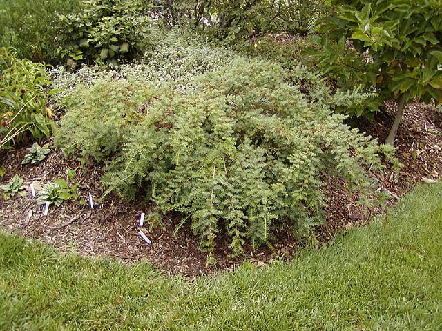 Podocarpus lawrencei