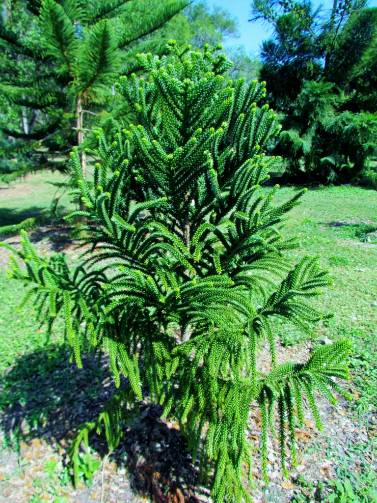 Araucaria laubenfelsii