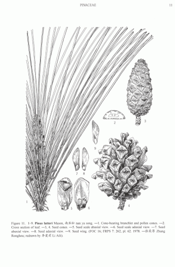 Pinus latteri
