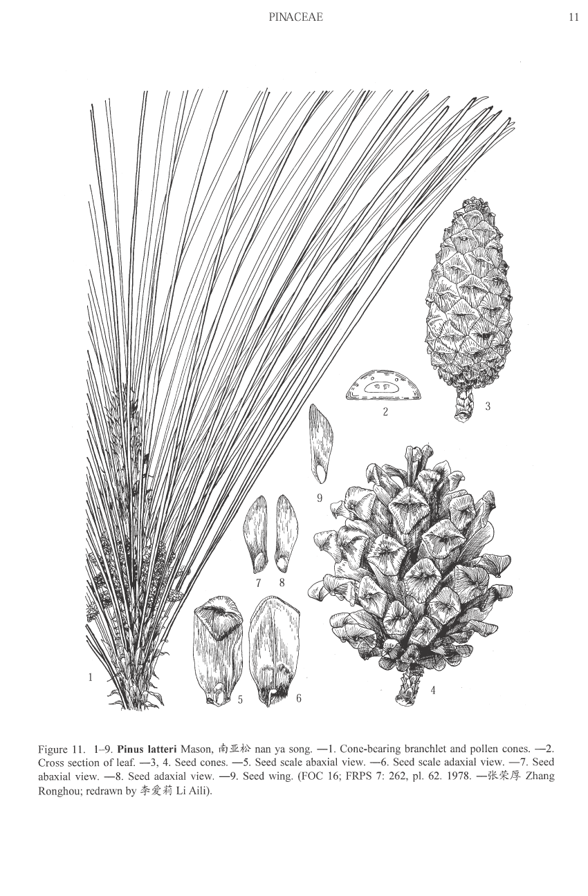 Pinus latteri