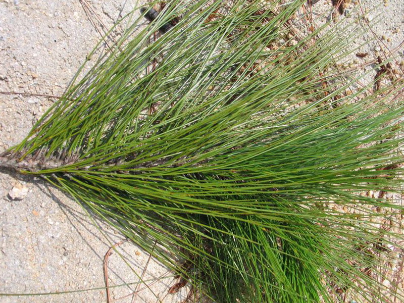 Pinus latteri