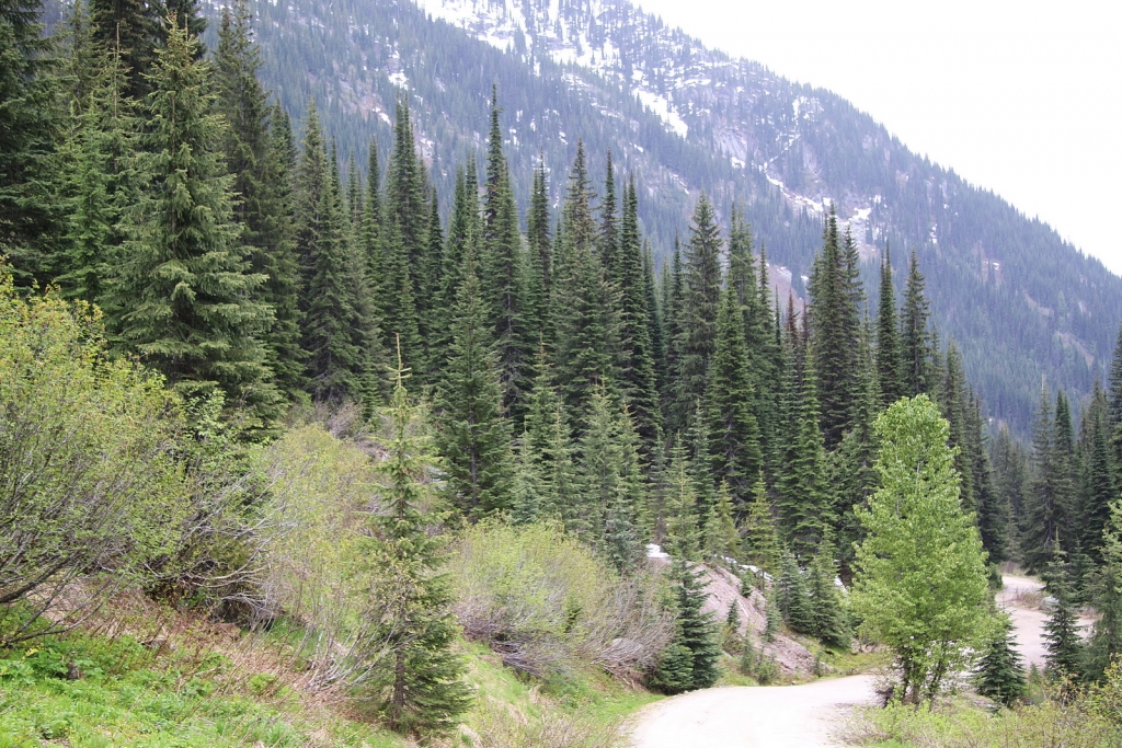 Abies lasiocarpa