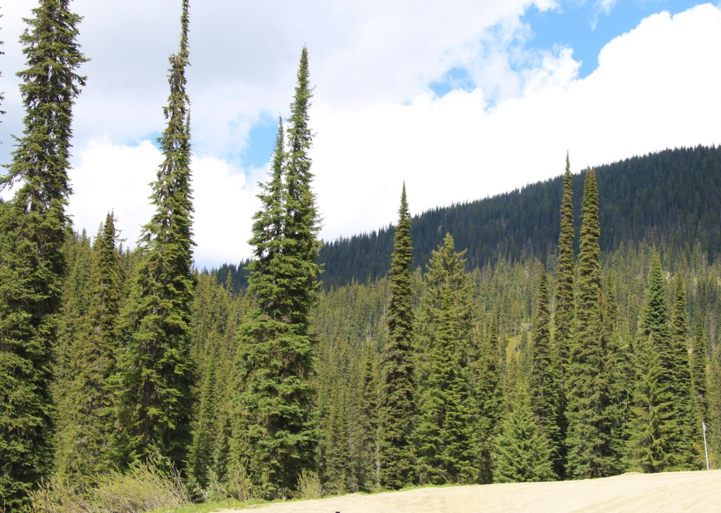 Abies lasiocarpa