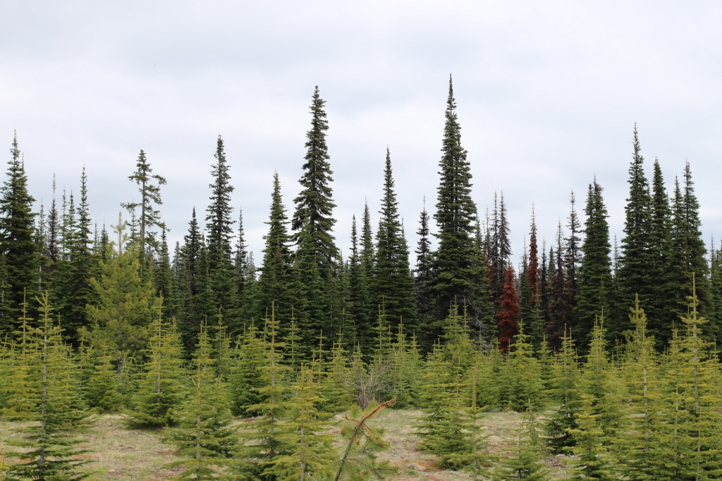 Abies lasiocarpa