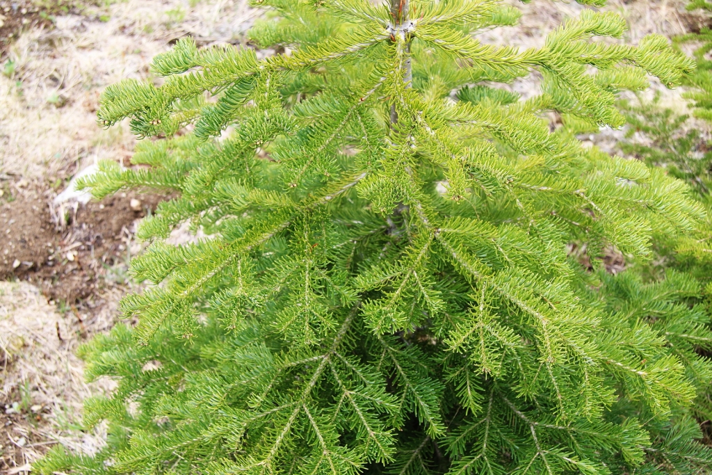 Abies lasiocarpa