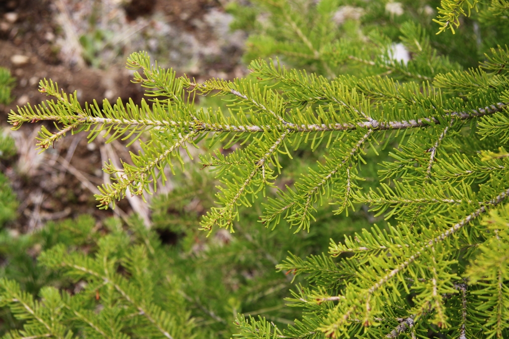 Abies lasiocarpa