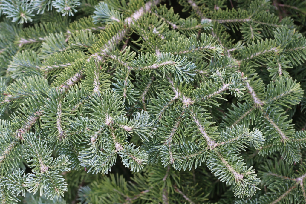 Abies lasiocarpa