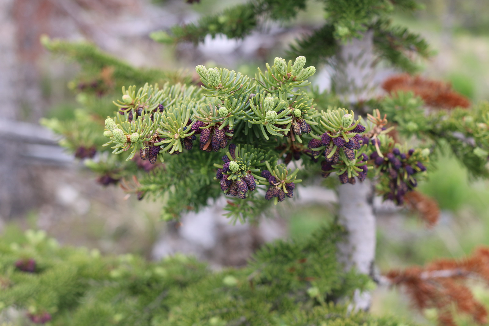 Abies lasiocarpa