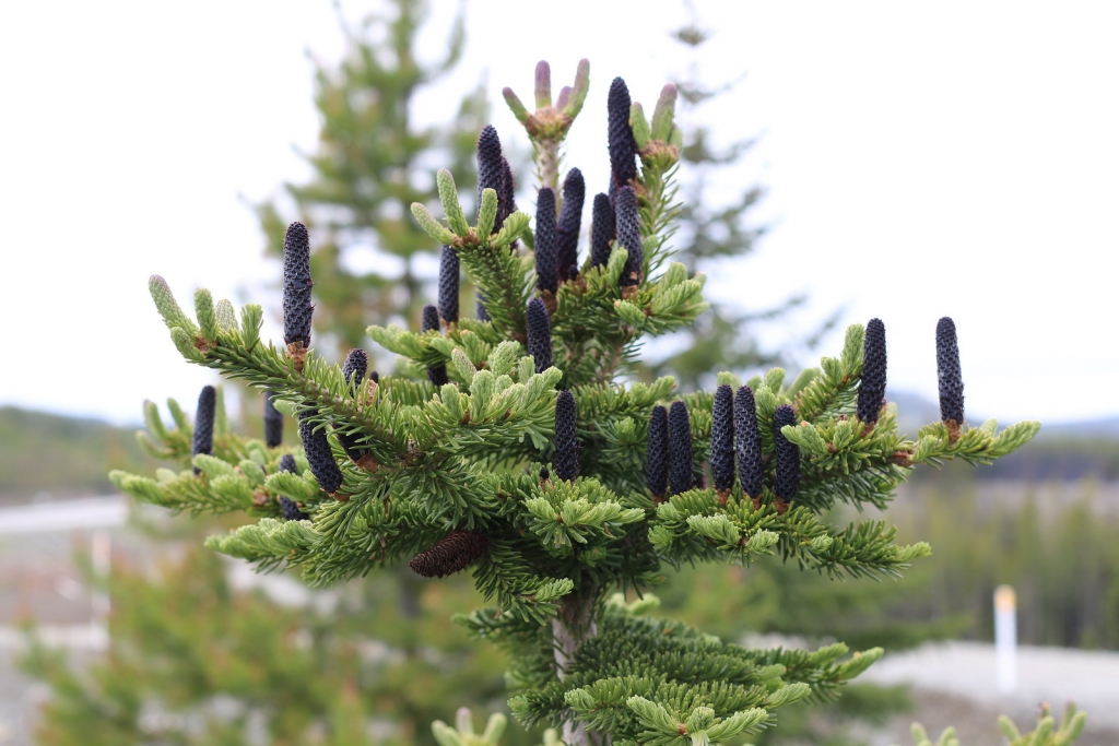 Abies lasiocarpa