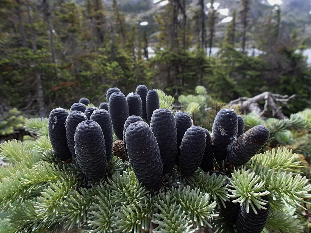 Abies lasiocarpa
