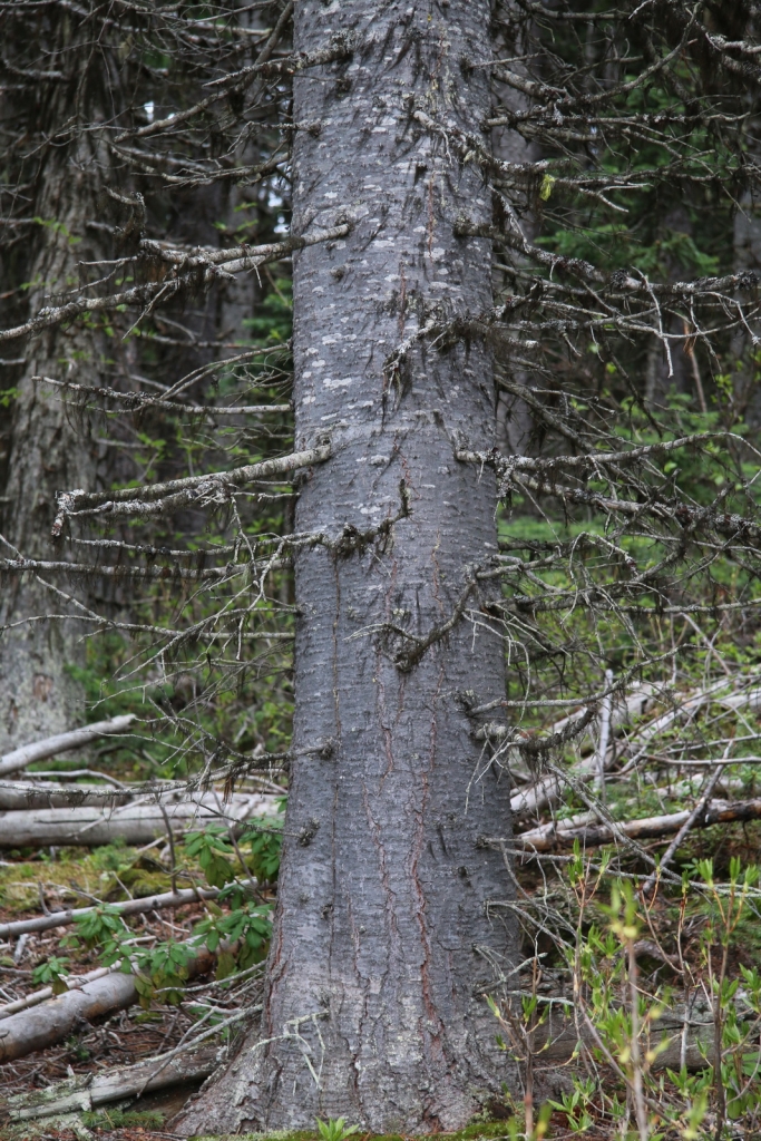Abies lasiocarpa