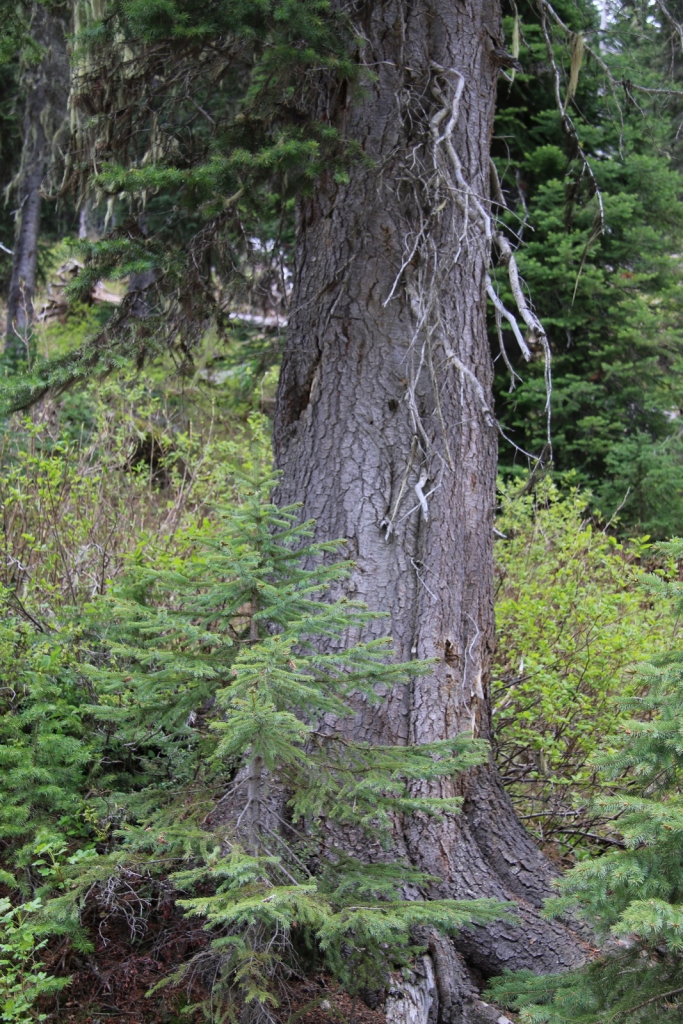 Abies lasiocarpa