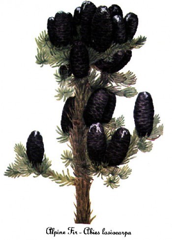 Abies lasiocarpa