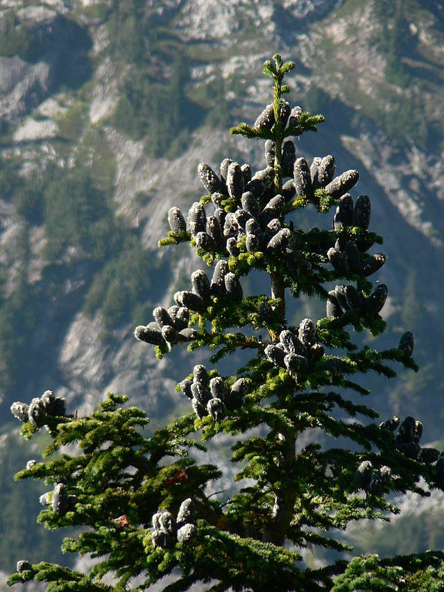 Abies lasiocarpa