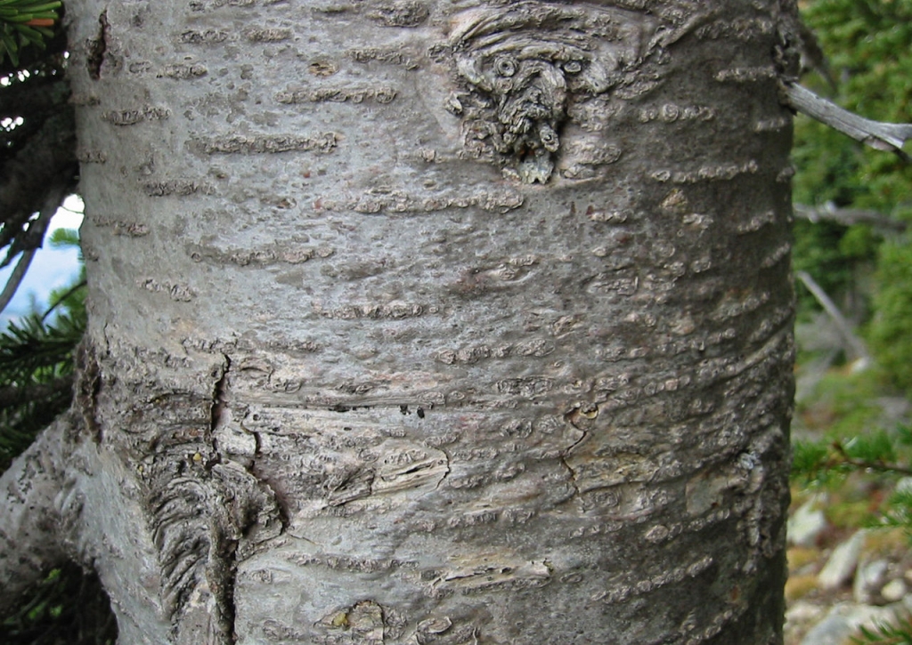 Abies lasiocarpa