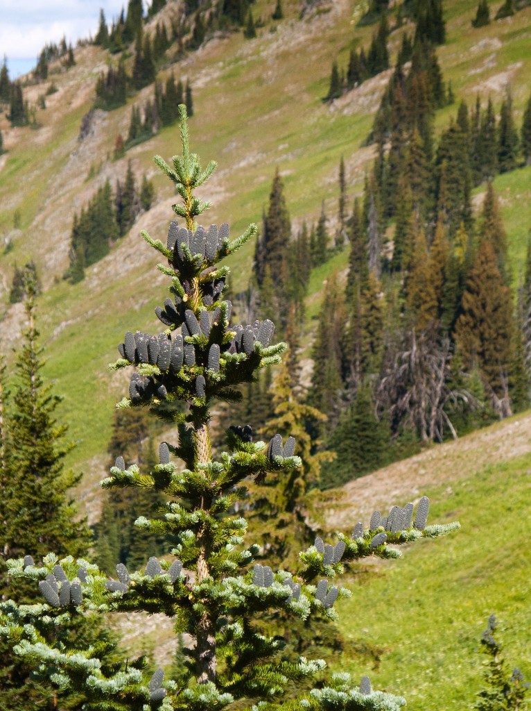 Abies lasiocarpa