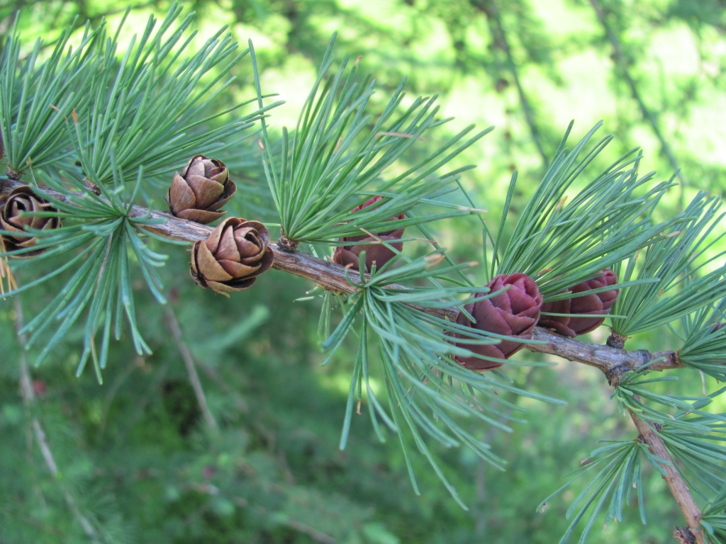 Larix laricina