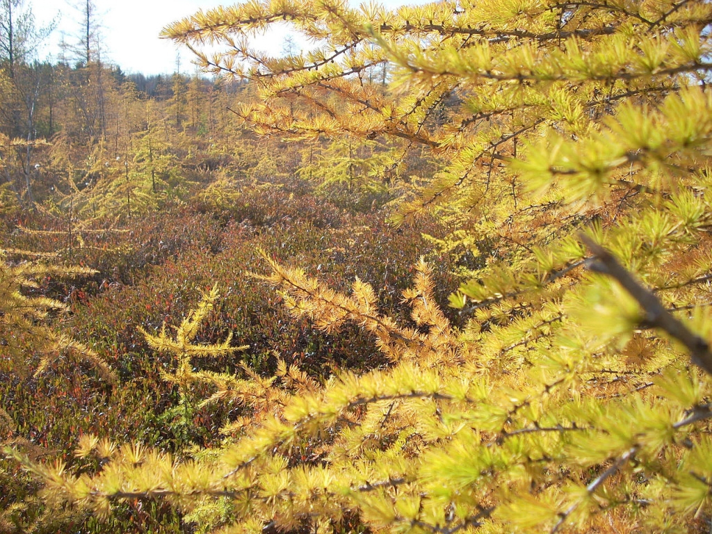 Larix laricina