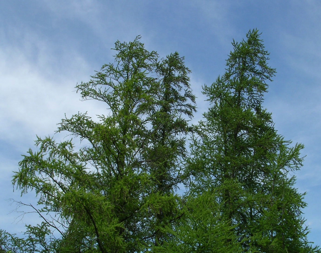 Larix laricina