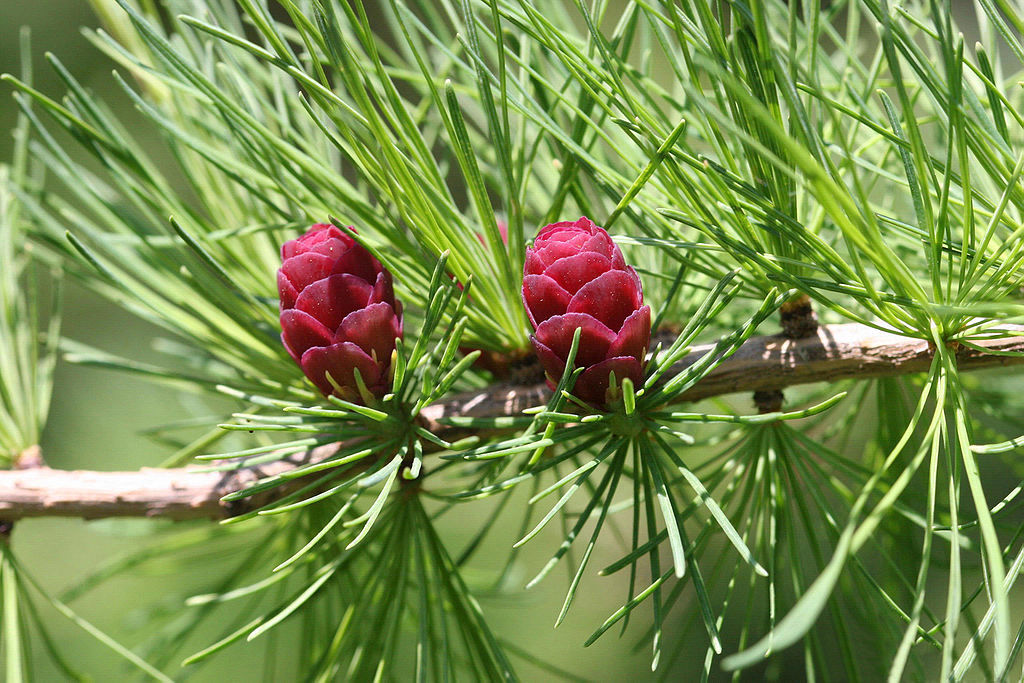 Larix laricina
